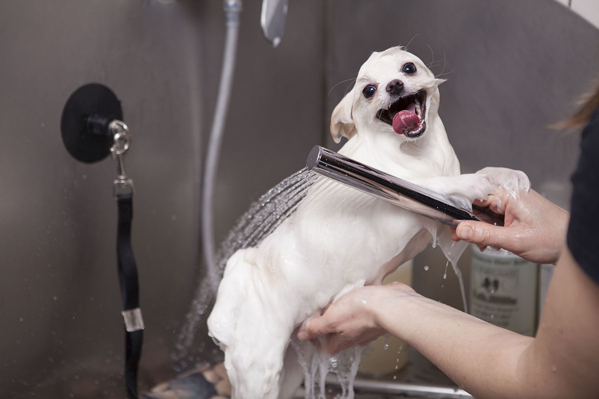 Ancora molte persone non si rendono conto dell’importanza del bagno per i cani.