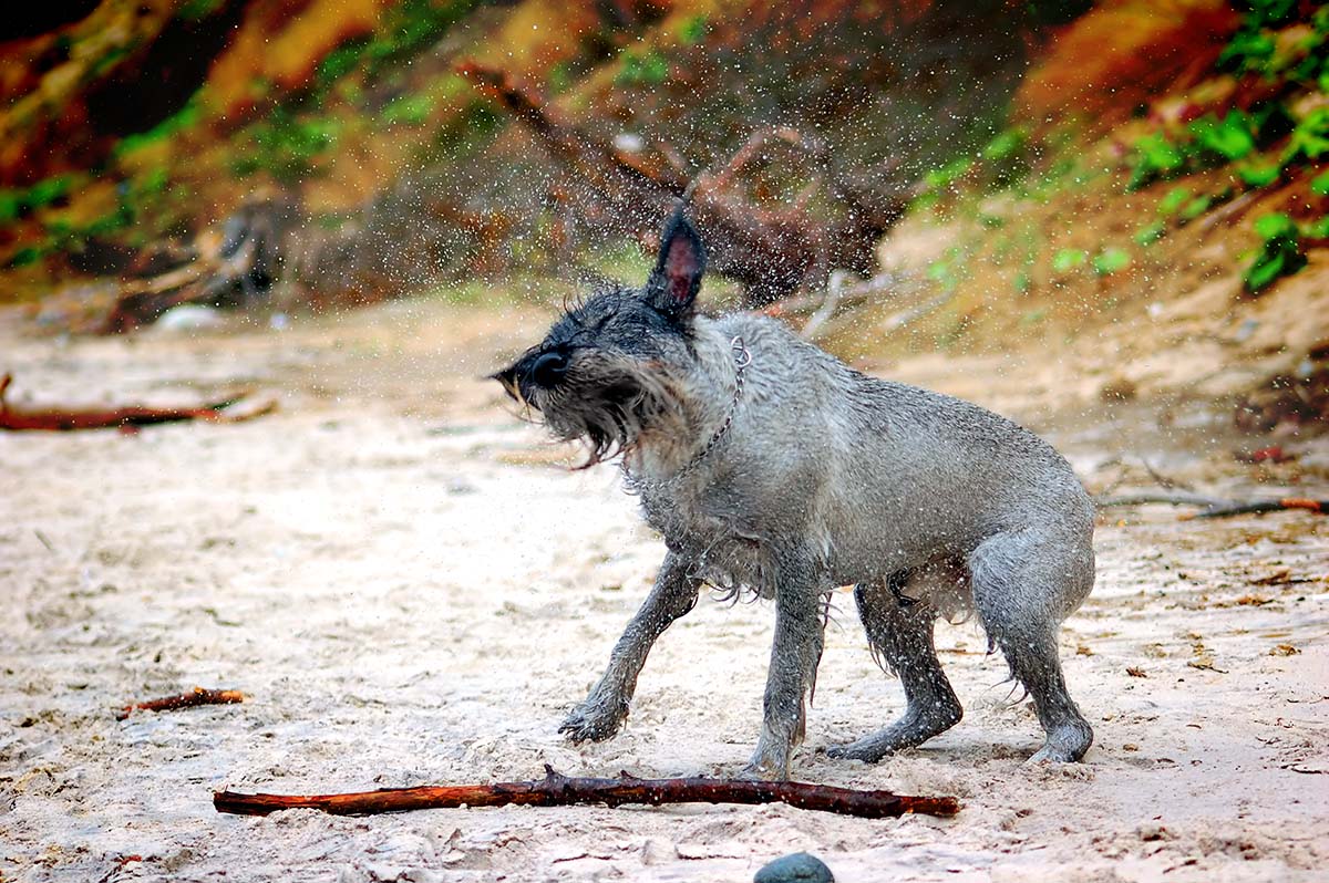 Quando si porta il cane a fare lo stripping è meglio che abbia il pelo sporco: in questo modo il pelo morto rimane più facilmente nel coltellino da stripping.