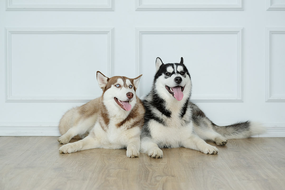 Tipo di pelo: scopriamo insieme i cani che non vanno tosati. Il loro pelo è già termoregolatore!