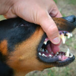 La Pulizia Denti per cani è un aspetto della loro igiene molto importante
