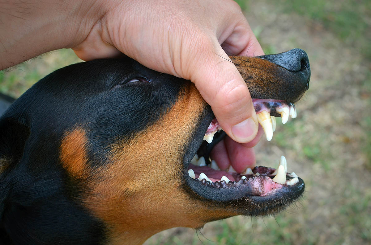 La Pulizia Denti per cani è un aspetto della loro igiene molto importante